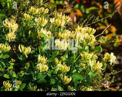 Late spring flowers of the fragrant hardy honeysuckle, Lonicera periclymenum 'Scentsation' climbing through a garden hedge Stock Photo