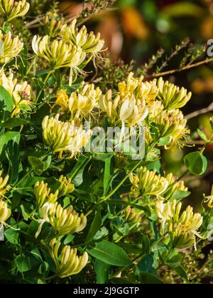 Late spring flowers of the fragrant hardy honeysuckle, Lonicera periclymenum 'Scentsation' climbing through a garden hedge Stock Photo