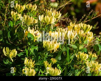 Late spring flowers of the fragrant hardy honeysuckle, Lonicera periclymenum 'Scentsation' climbing through a garden hedge Stock Photo