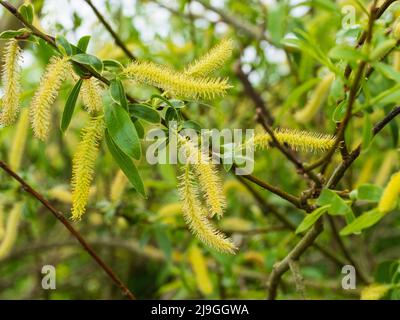 Male catkins of the spring flowering crack willow, Salix x fragilis, a common UK tree Stock Photo