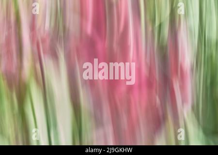 blurred soft Springtime garden colors Stock Photo