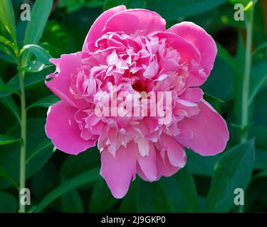 Flower bed of Herbaceous Peony plants with gazebo in background. Royal ...