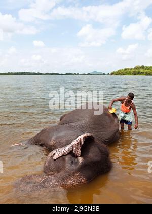 Elephant Bathing at Kandalama Lake, Heritance Kandalama, Sri Lanka. Ran Manika, the resident elephant, enjoys her daily bath with her mahout Kiriban. Stock Photo