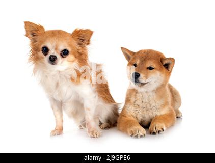 shiba inu and chihuahua in front of white background Stock Photo