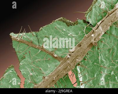 SEM Scanning Electron Microscope image of stinging nettles Stock Photo