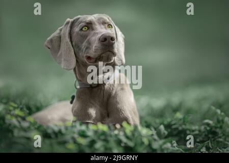 Weimaraner dog in green grass Stock Photo