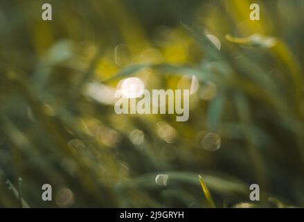 Abstract natural background. Blurred grass with highlights. Stock Photo