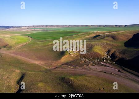 Aerial of flock herd of sheep in drought conditions Stock Photo - Alamy