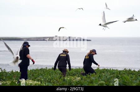 National Trust staff undertake the now annual puffin census on the remote Farne Islands in Northumberland. The census was changed from five yearly to annually in 2019 due to climate change which is causing a decline in readily available food for the birds. Picture date: Sunday May 22, 2022. Stock Photo