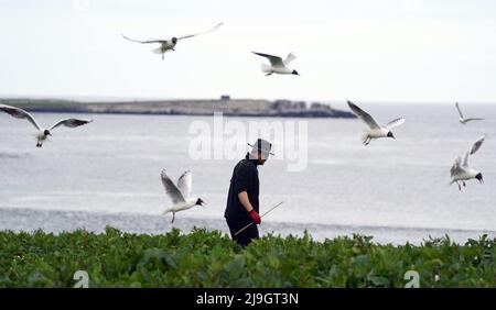 National Trust staff undertake the now annual puffin census on the remote Farne Islands in Northumberland. The census was changed from five yearly to annually in 2019 due to climate change which is causing a decline in readily available food for the birds. Picture date: Sunday May 22, 2022. Stock Photo