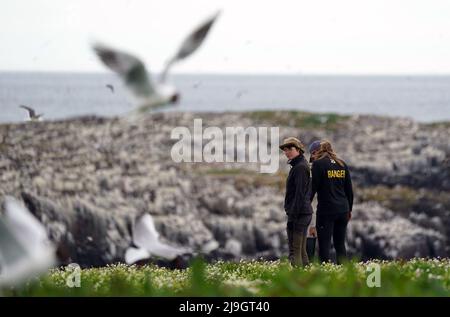 National Trust staff undertake the now annual puffin census on the remote Farne Islands in Northumberland. The census was changed from five yearly to annually in 2019 due to climate change which is causing a decline in readily available food for the birds. Picture date: Sunday May 22, 2022. Stock Photo