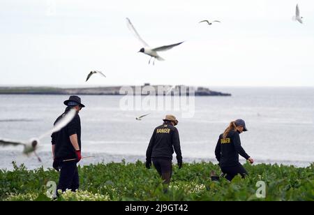 National Trust staff undertake the now annual puffin census on the remote Farne Islands in Northumberland. The census was changed from five yearly to annually in 2019 due to climate change which is causing a decline in readily available food for the birds. Picture date: Sunday May 22, 2022. Stock Photo