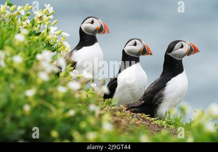 Puffins nest on the Farne Islands in Northumberland as the National Trust staff undertake the now annual puffin census on the remote island. The census was changed from five yearly to annually in 2019 due to climate change which is causing a decline in readily available food for the birds. Picture date: Sunday May 22, 2022. Stock Photo