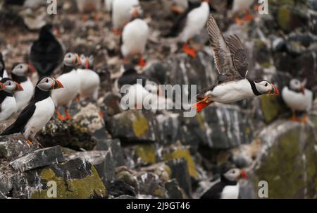 Puffins nest on the Farne Islands in Northumberland as the National Trust staff undertake the now annual puffin census on the remote island. The census was changed from five yearly to annually in 2019 due to climate change which is causing a decline in readily available food for the birds. Picture date: Sunday May 22, 2022. Stock Photo