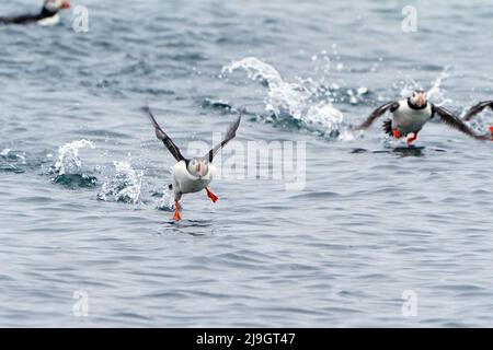 Puffins fly into the Farne Islands in Northumberland as the National Trust staff undertake the now annual puffin census on the remote island. The census was changed from five yearly to annually in 2019 due to climate change which is causing a decline in readily available food for the birds. Picture date: Sunday May 22, 2022. Stock Photo