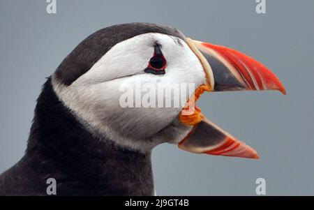 A puffin on the Farne Islands in Northumberland as the National Trust staff undertake the now annual puffin census on the remote island. The census was changed from five yearly to annually in 2019 due to climate change which is causing a decline in readily available food for the birds. Picture date: Sunday May 22, 2022. Stock Photo