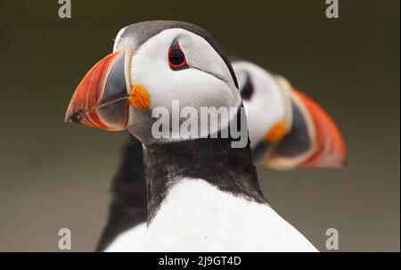 A puffin on the Farne Islands in Northumberland as the National Trust staff undertake the now annual puffin census on the remote island. The census was changed from five yearly to annually in 2019 due to climate change which is causing a decline in readily available food for the birds. Picture date: Sunday May 22, 2022. Stock Photo