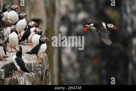 Puffins nest on the Farne Islands in Northumberland as the National Trust staff undertake the now annual puffin census on the remote island. The census was changed from five yearly to annually in 2019 due to climate change which is causing a decline in readily available food for the birds. Picture date: Sunday May 22, 2022. Stock Photo