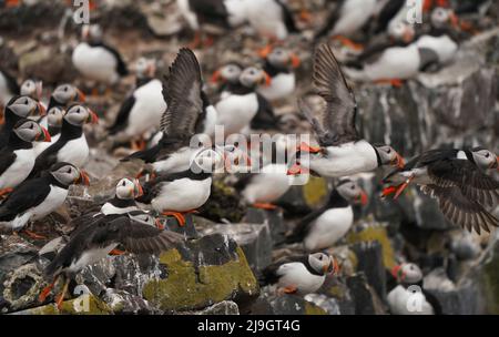 Puffins nest on the Farne Islands in Northumberland as the National Trust staff undertake the now annual puffin census on the remote island. The census was changed from five yearly to annually in 2019 due to climate change which is causing a decline in readily available food for the birds. Picture date: Sunday May 22, 2022. Stock Photo