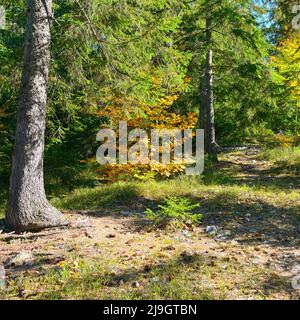 Coniferous and deciduous trees in brightly lit autumn forest. Stock Photo