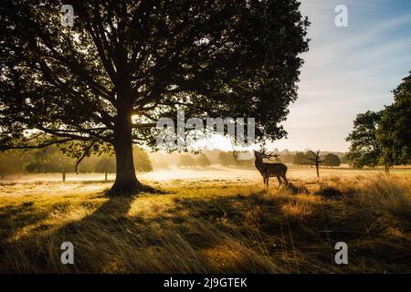 A red deer stag stands beneath a tree with a London skyline in the background as sunbeams shine though the mist. Stock Photo