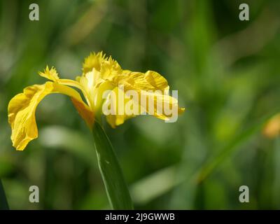 Yellow iris, yellow flag - Iris Pseudacorus Stock Photo