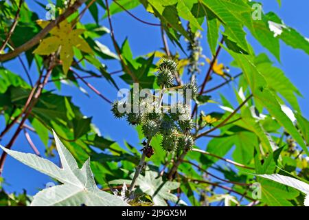 Castor bean fruits (Ricinus communis) on tree, Rio Stock Photo
