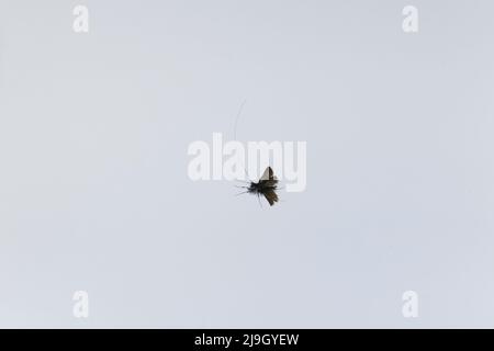Green longhorn (Adela reaumurella) adult male flying, Suffolk, England, May Stock Photo
