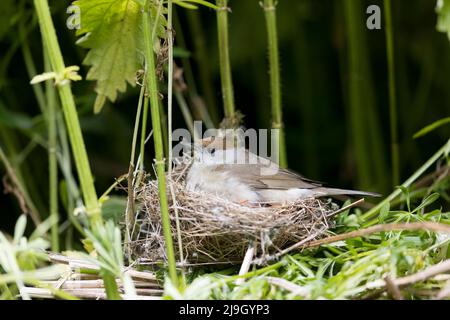 Blackcap Sylvia atricapilla, adult female sitting on nest, Suffolk, England, May Stock Photo