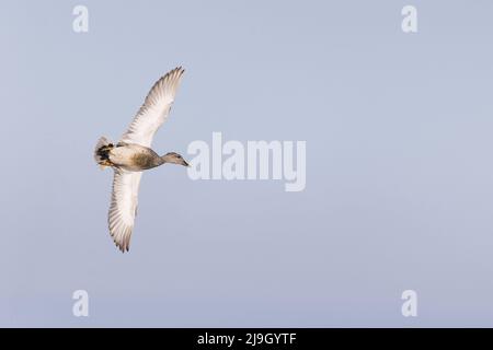 Gadwall (Anas strepera) adult male flying, Suffolk, England, May Stock Photo