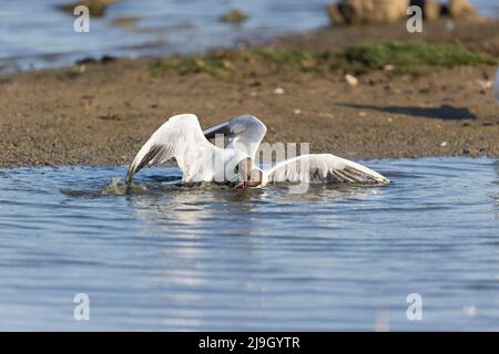Black-headed gull (Larus ridibundus) 2 summer plumage adults fighting, Suffolk, England, May Stock Photo