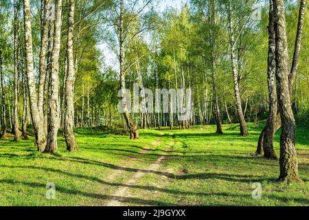 Birches with young leaves lit by sunlight in spring or early summer. Stock Photo