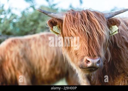 Highlander cows in the dunes of Wassenaar The Netherlands. Stock Photo