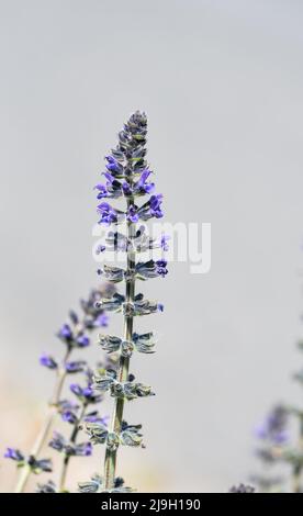 Flowering Wild Clary (Salvia verbenaca) Stock Photo