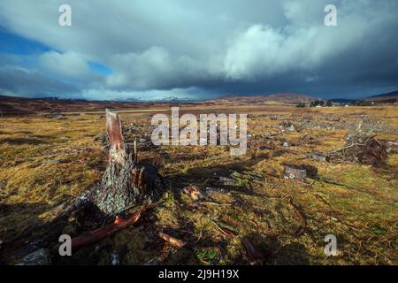 A tree stump in front of a field and mountains under a stormy sky. Scottish Highlands Stock Photo