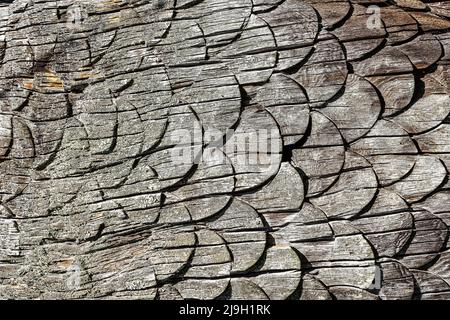 Texture of fish scales carved on an old wooden board. Stock Photo