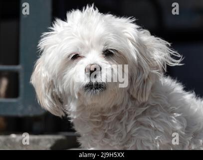 Portrait of a cute small white dog. It looks like a Maltese or mix breed with a lot of Maltese characteristics. Stock Photo