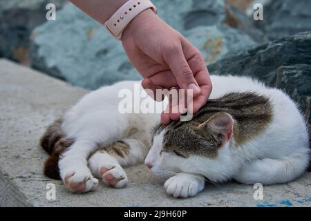 Woman hand touching sleeping white cat on concrete Stock Photo
