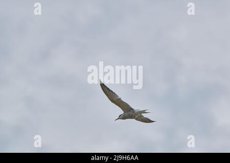 A closeup of a Common tern flying in the air Stock Photo