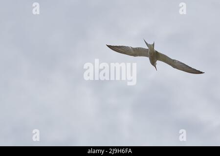 A closeup of a Common tern flying in the air Stock Photo