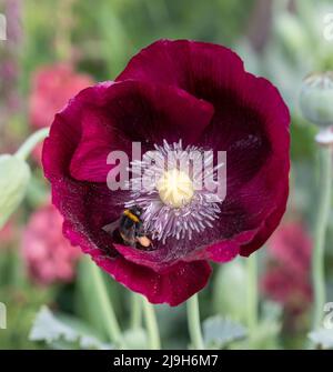 Royal Hospital, Chelsea, London, UK. 23 May 2022. Visiting Bumblebee on a stunning poppy in The Place2Be Securing Tomorrow Sanctuary Garden. Credit: Malcolm Park/Alamy Live News Stock Photo