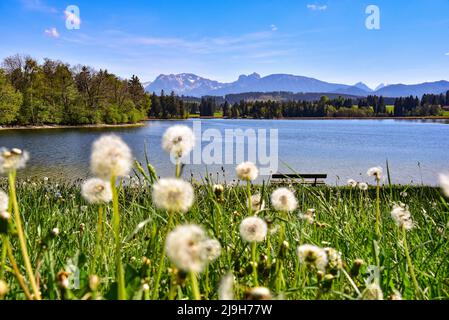 Flower meadow at the Schwaltenweiher near Seeg, in the background the Allgäu Alps, in the middle the Aggenstein and the Breitenberg near Pfronten, All Stock Photo