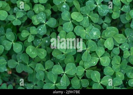 Texture of green grass. Background from clover.  Stock Photo