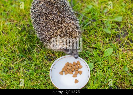 Hedgehog, Scientific name: Erinaceus Europaeus. Close up of a wild, native, European hedgehog eating food Stock Photo