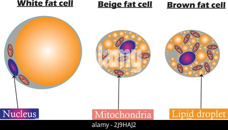 Adipocytes.Types of lipocytes: white,brown and beige fat cell.Structure differences.Diagram on white background.Anatomy.Vector illustration. Stock Vector