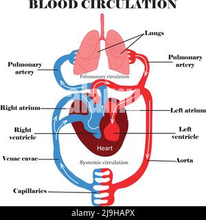 Students learning about human anatomy illustration Stock Vector Image ...