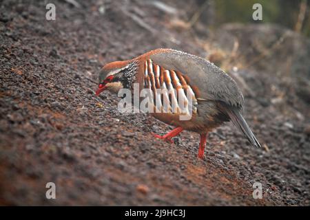 Red-legged partridge - Alectoris rufa - on Madeira island, Portugal Stock Photo