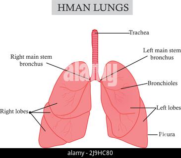 Illustration of one of the most important human organs responsible for breathing and supplying the body with oxygen, the anatomy of the lungs.vector Stock Vector