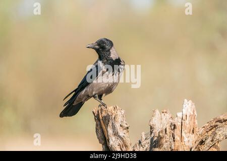 Hooded Crow, Corvus cornix, single adult perched on tree stump, Danube delta, Romania, 26 April 2022 Stock Photo