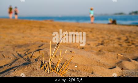Dry plants on beach in sunny day with focusing on foreground Stock Photo